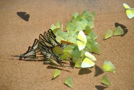 Vénézuela (mai 2013)