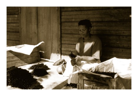 Cap Masoala, Madagascar (Octobre 2007)