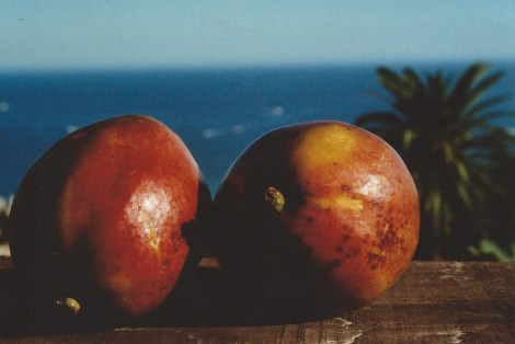 Mangues, la Plénitude, Vallauris